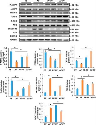Alcohol Abstinence Rescues Hepatic Steatosis and Liver Injury via Improving Metabolic Reprogramming in Chronic Alcohol-Fed Mice